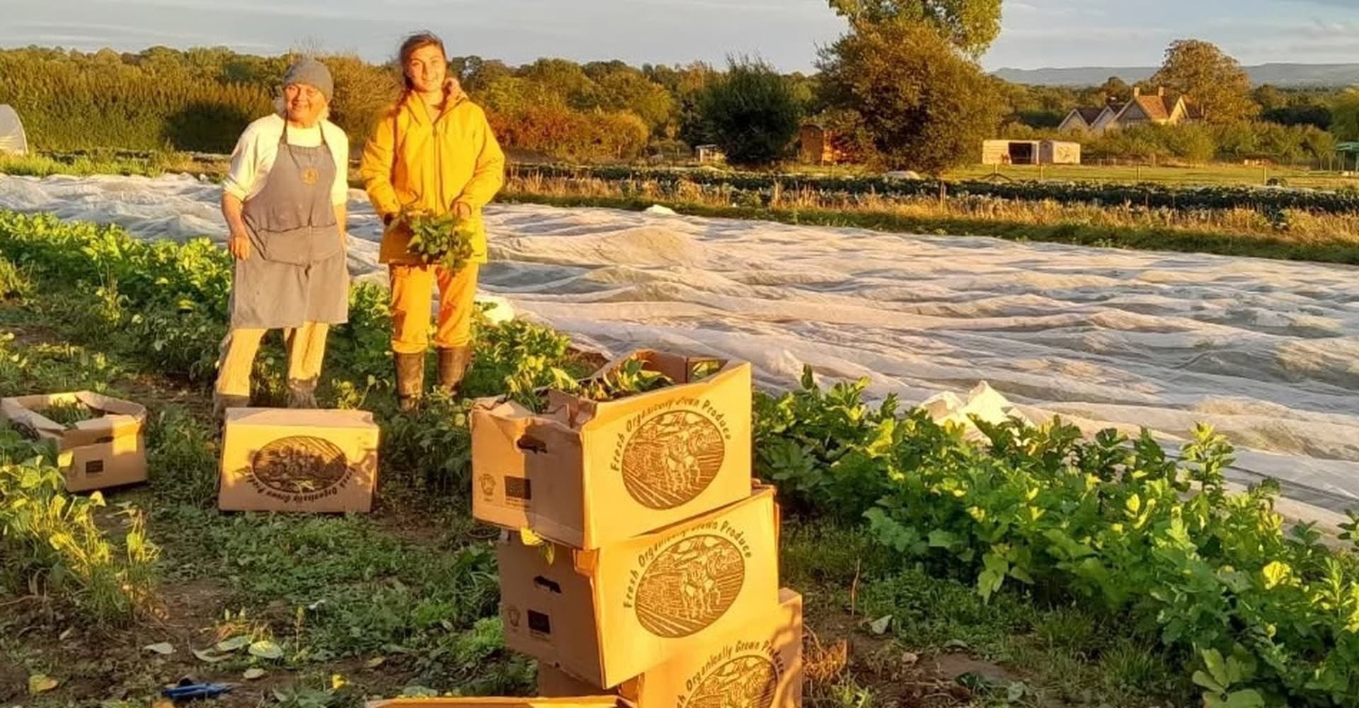 Laines Organic Farm - Cuckfield